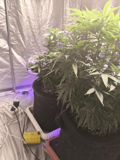 Super Lemon OG. Week 6