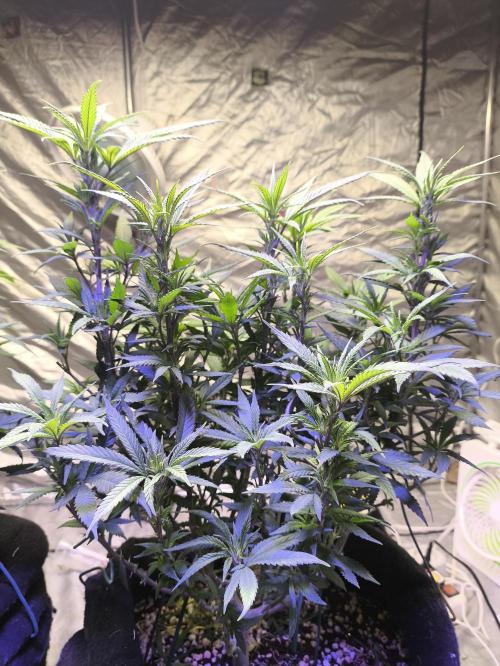 Super lemon haze. Week 11