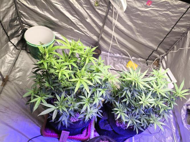 Super lemon haze. Week 11