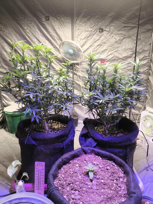 Super lemon haze. Week 11