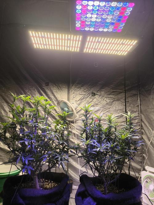 Super lemon haze. Week 11