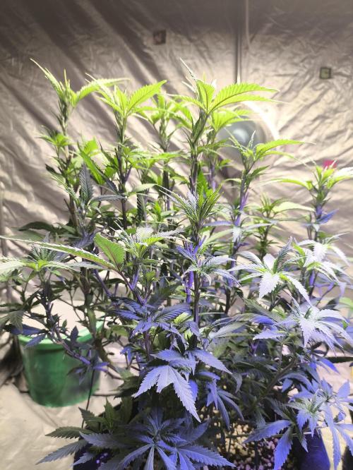 Super Lemon OG. Week 7