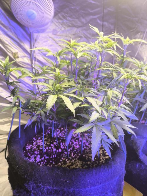 Super lemon haze. Week 8