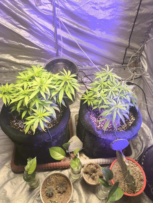 Super lemon haze. Week 6