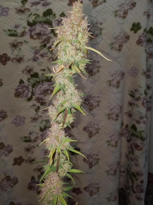 Fast buds #2 autoflowers. Week 8