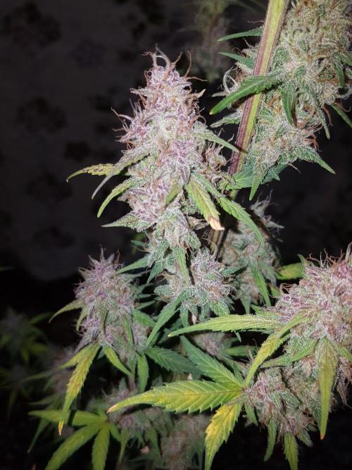 Fast buds #2 autoflowers. Week 8