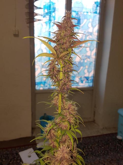 Fast buds #2 autoflowers. Week 8