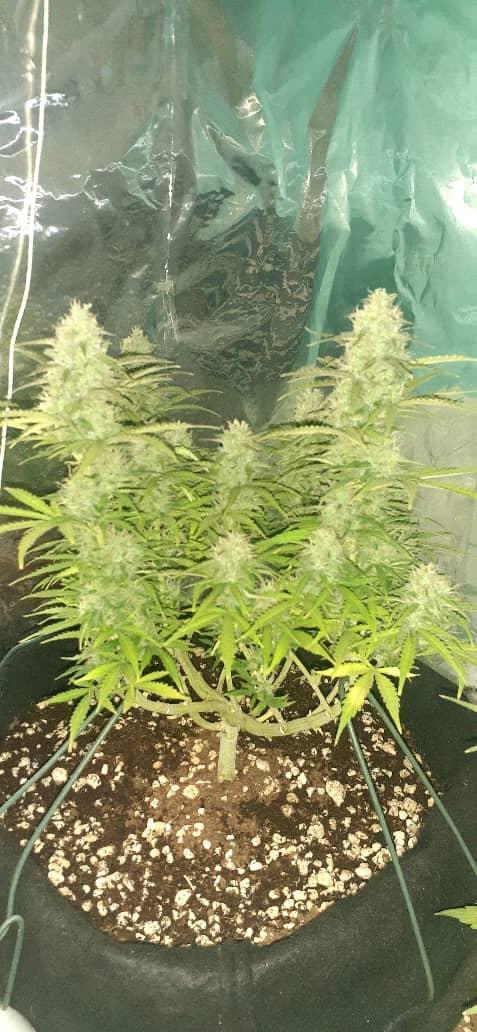 Fastbud bruce banner #1 indoor. Week 8