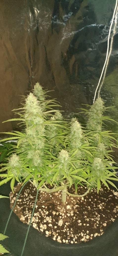 Fastbud bruce banner #1 indoor. Week 8