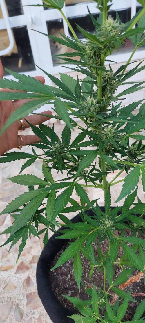 Black berry fast buds #1. Week 7