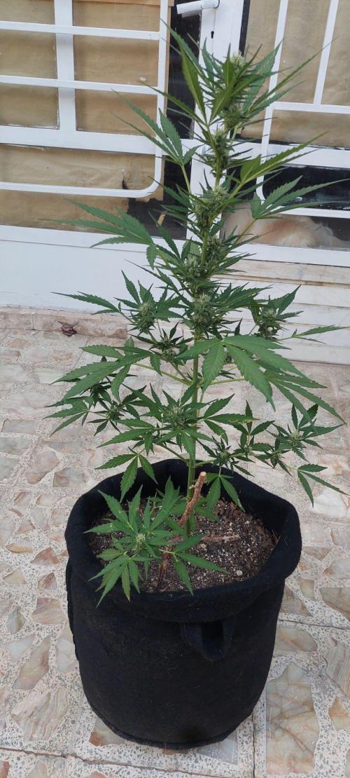 Black berry fast buds #1. Week 7