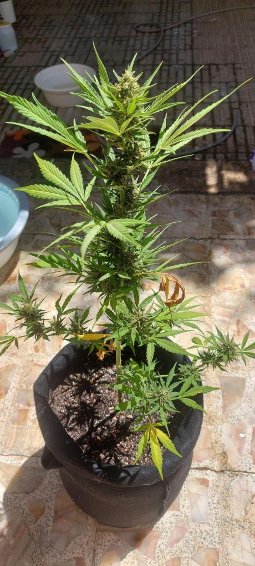 Black berry fast buds #1. Week 8