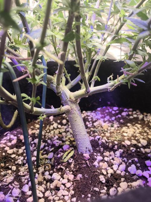 Super lemon haze. Week 12