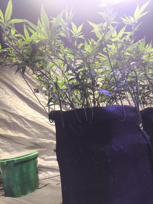 Super lemon haze. Week 12