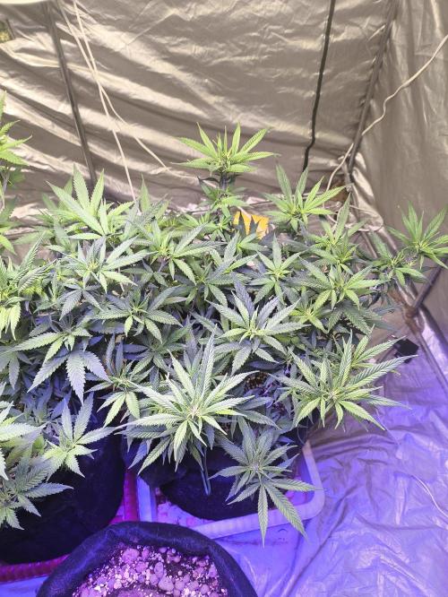 Super lemon haze. Week 12