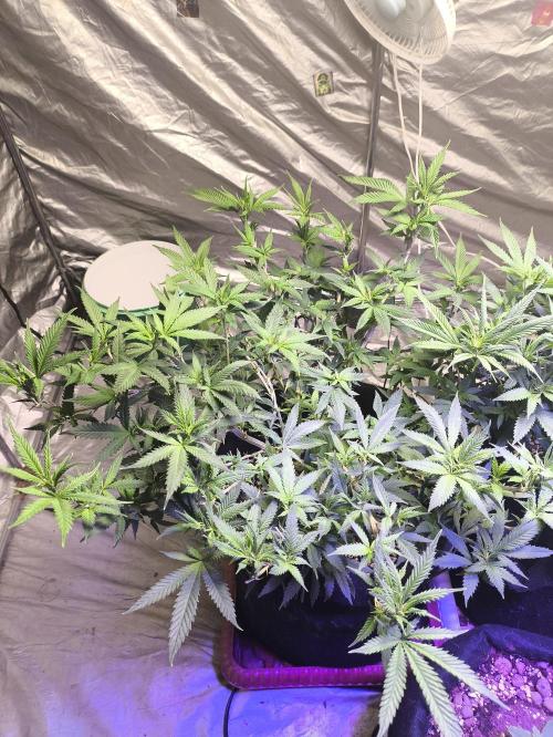 Super lemon haze. Week 12