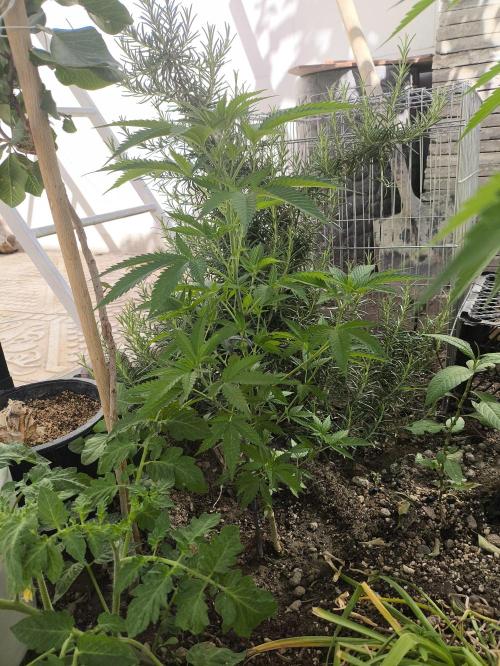 Lemon blinborn #1. Week 9