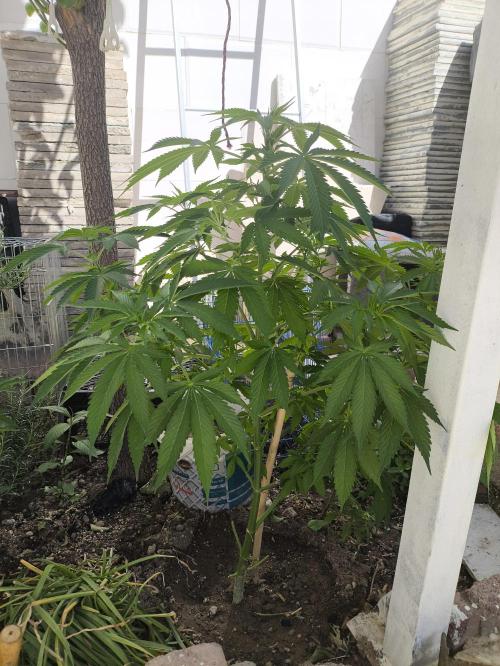Lemon blinborn #1. Week 9