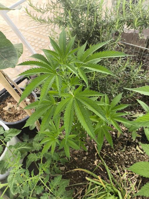 Lemon blinborn #1. Week 9