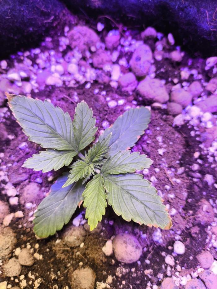 Black cherry panch #1 outdor. Week 2