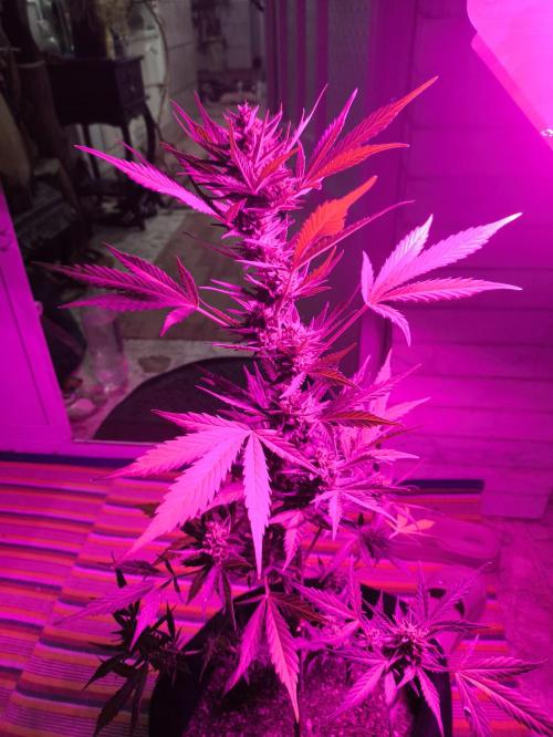 Black berry fast buds #1. Week 8