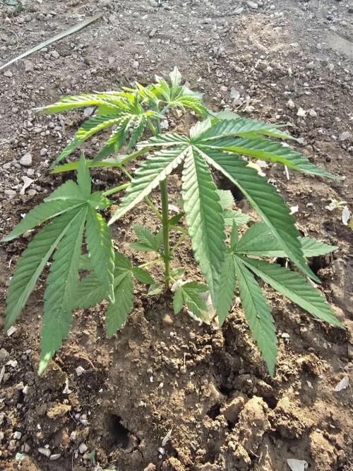 Lemon orange outdoor. Week 4