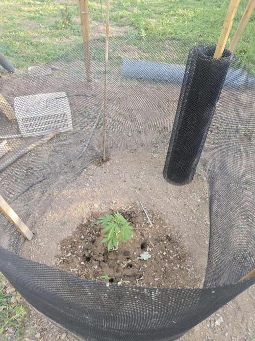 Lemon orange outdoor. Week 4