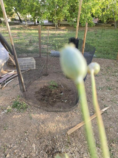 Lemon orange outdoor. Week 4