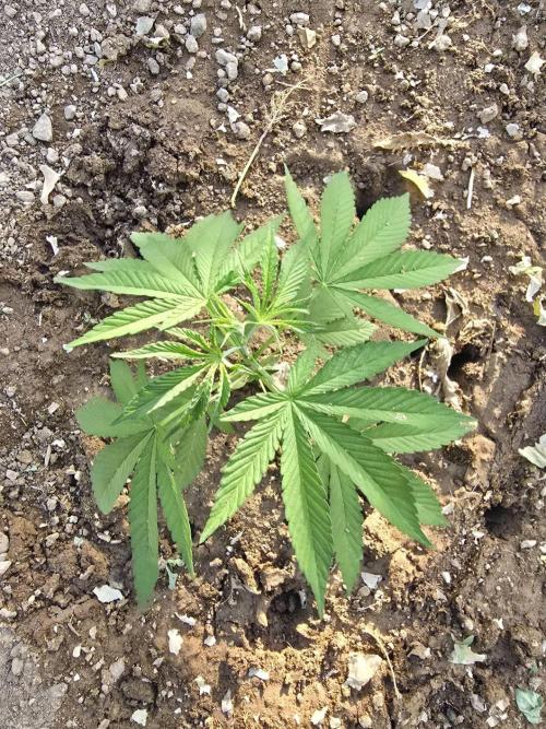 Lemon orange outdoor. Week 4