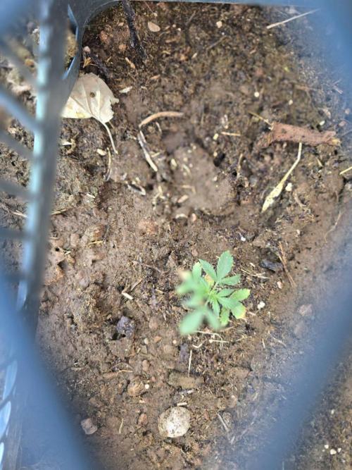 Moby dick 2x outdoor. Week 3