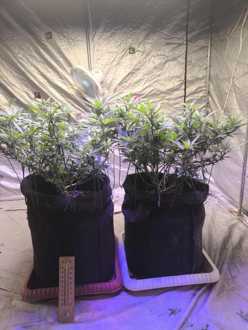 Super lemon haze. Week 13 - Day 91