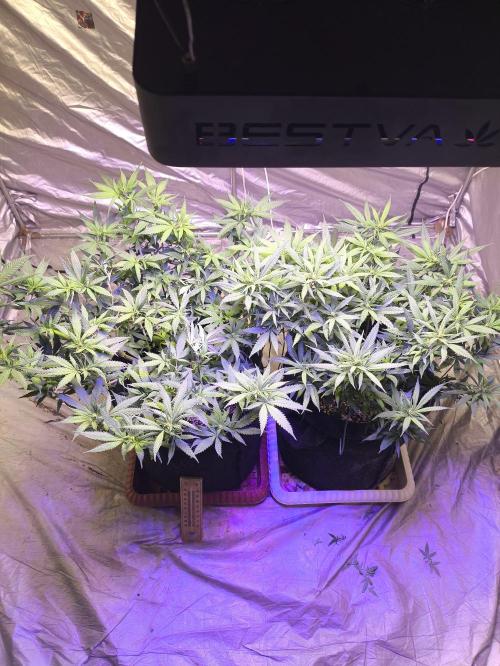 Super lemon haze. Week 13 - Day 91