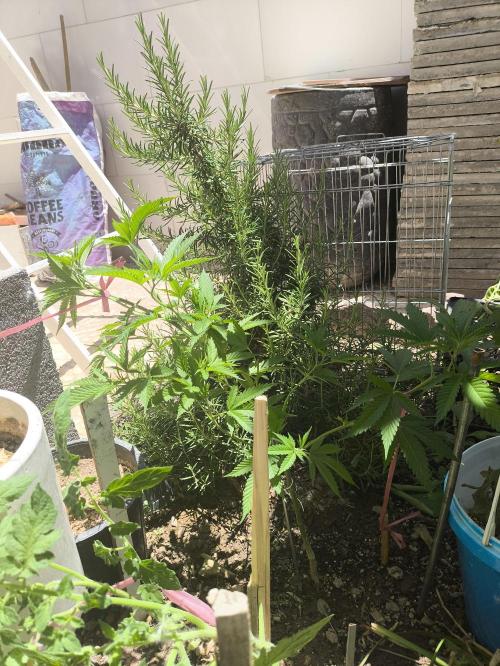Lemon blinborn #1. Week 7