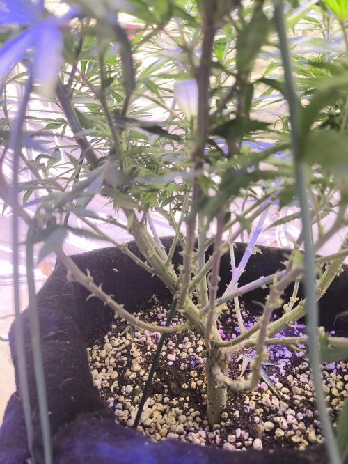Super lemon haze. Week 13