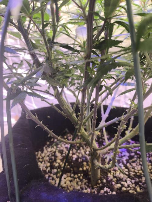 Super lemon haze. Week 13