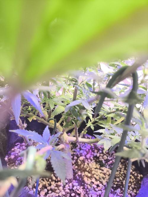 Super lemon haze. Week 13