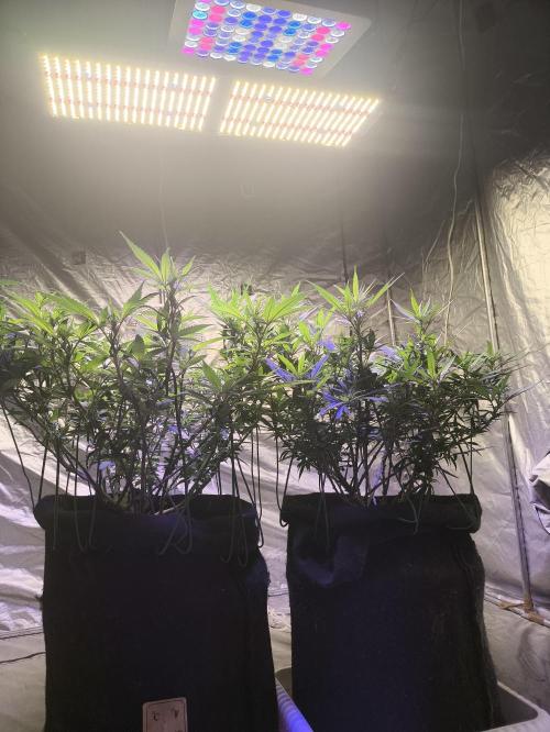 Super lemon haze. Week 13