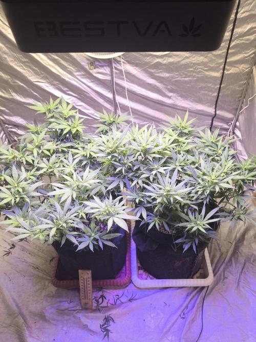 Super lemon haze. Week 13