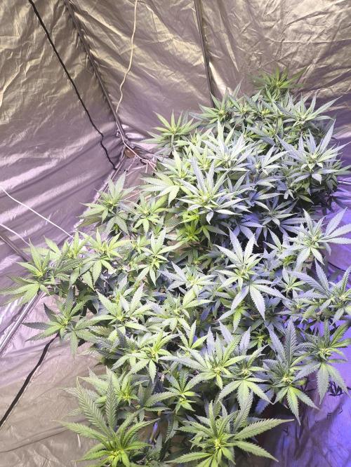Super lemon haze. Week 13