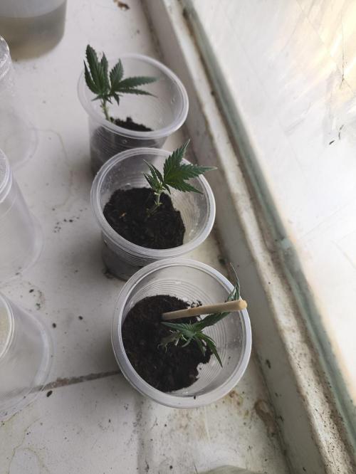 Super lemon haze. Week 13 - بعد 12 روز سالم سالم هستن دختر های بابا ، اینا اولین قلمه های بود ک گرفتم 😍😍😍