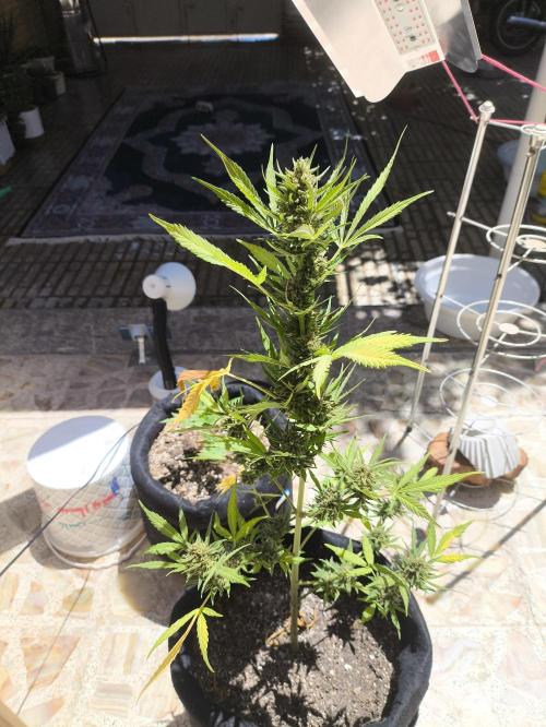 Black berry fast buds #1. Week 9
