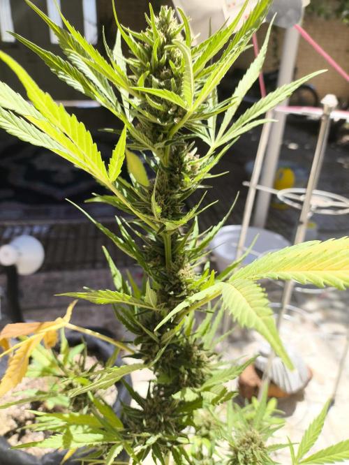 Black berry fast buds #1. Week 9