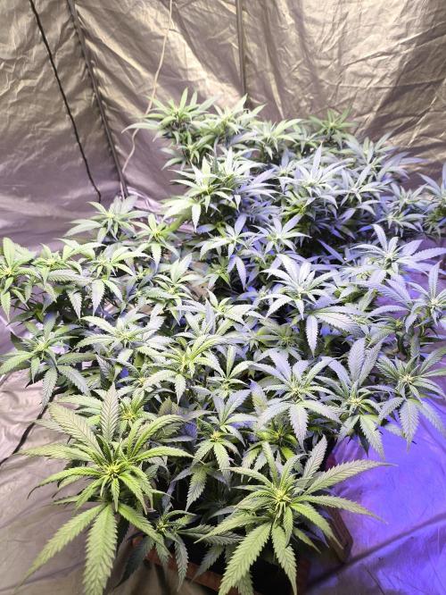 Super lemon haze. Week 13 - روز 95