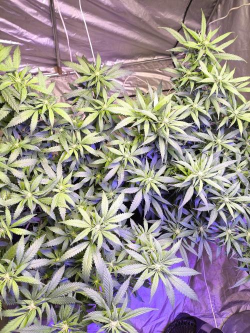 Super lemon haze. Week 13