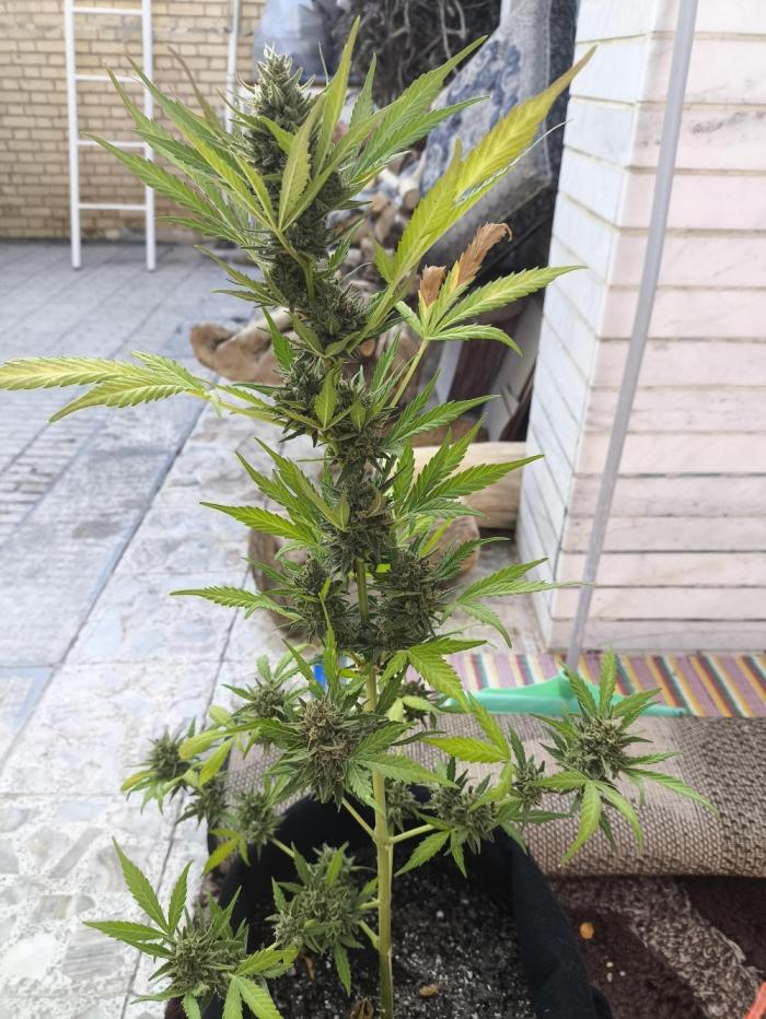 Black berry fast buds #1. Week 10