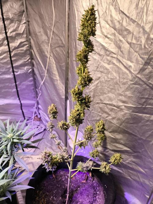Black berry fast buds #1. Week 11