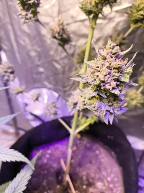 Black berry fast buds #1. Week 11