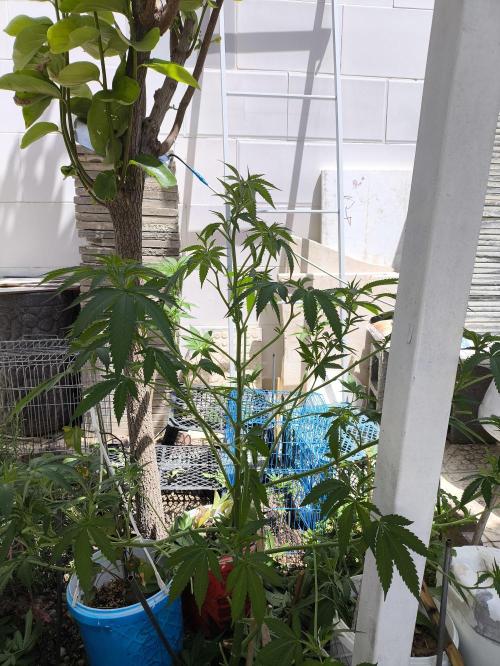 2x custom seed . Outdoor. Week 8