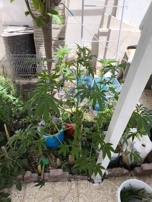 2x custom seed . Outdoor. Week 8
