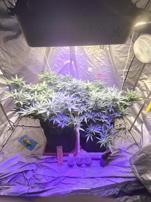 Super lemon haze. Week 14